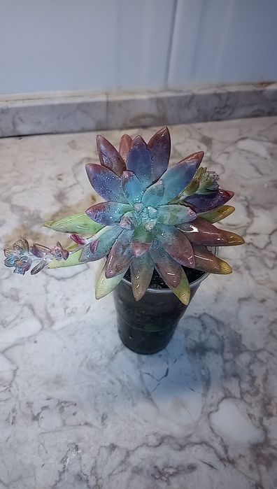 Suculenta - Sedum