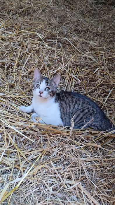 Oddam dwie oswojone kociszki i kocurka!