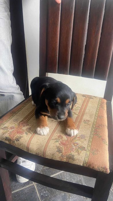Cãezinhos para adoção