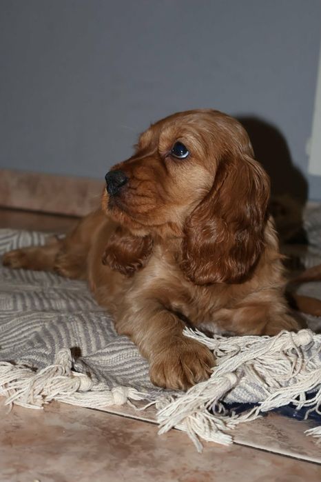 Szczeniak Cocker Spaniel