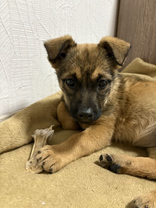 Віддам цуцення в добрі руки