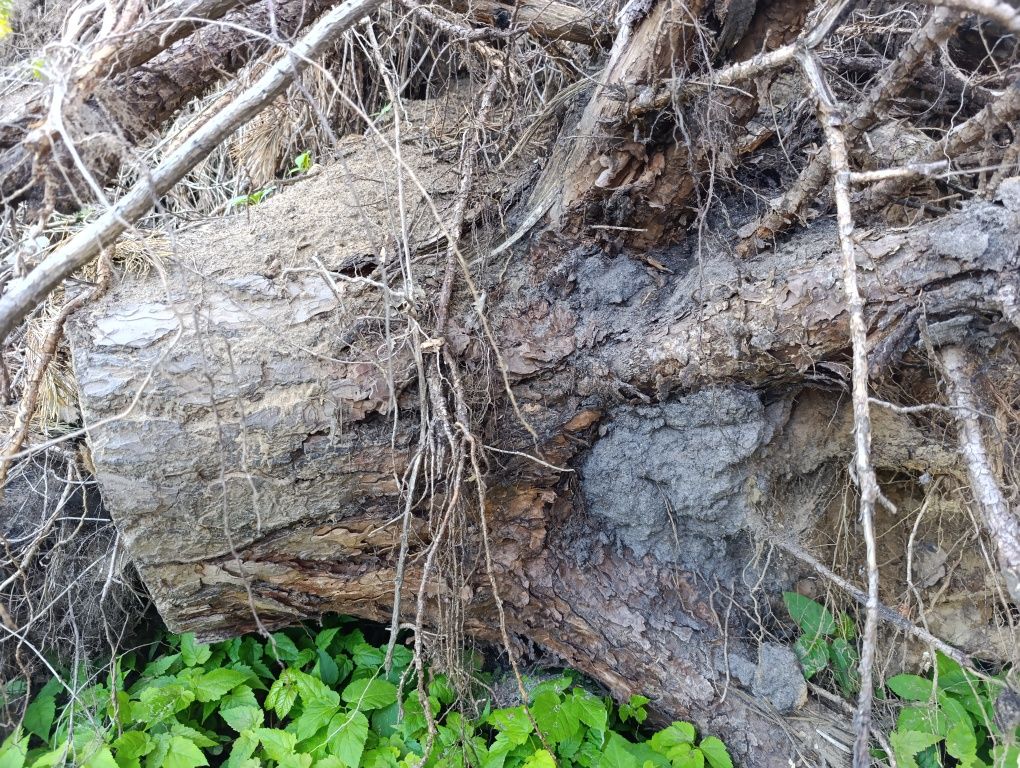 Oddam pieńki sosna, dąb, brzoza, korzenie, opał za darmo