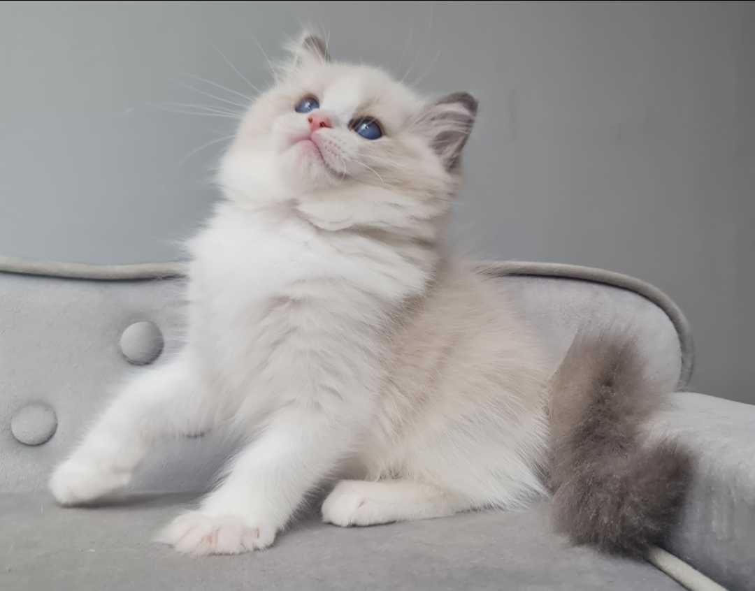 Kocurek Ragdoll Blue Bikolor