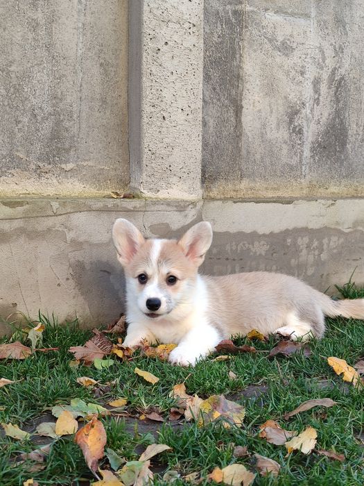 Корги пемброк , цуценята хлопці та дівчата. Ціна 850.00 евро.щенки