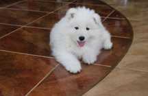 samojed/samoyed piesek gotowy do odbioru