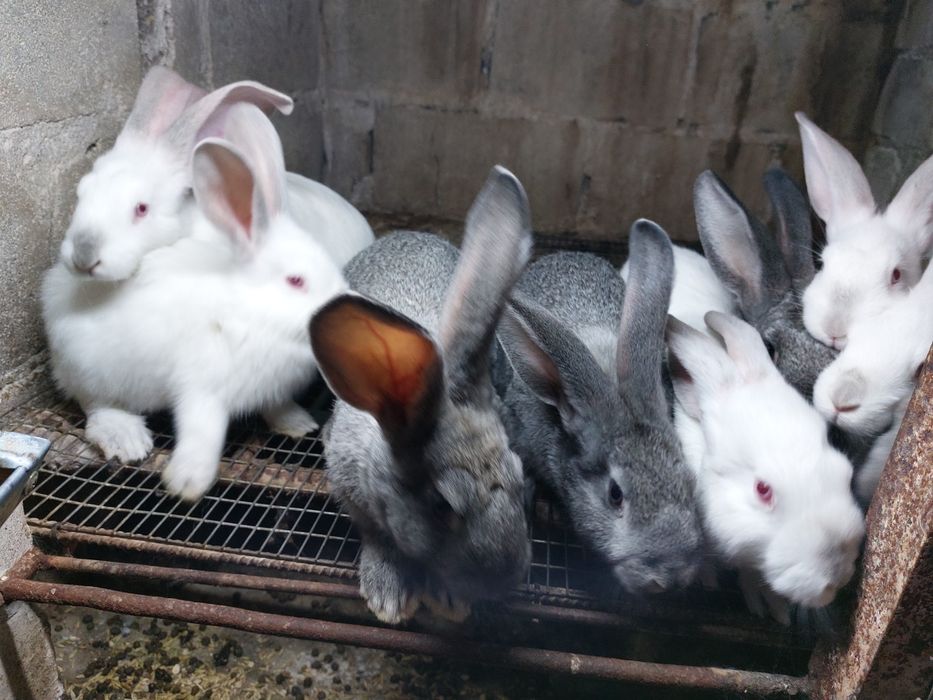 Кролі на племя та м'ясо.Чотири лінії різних порід. Термон,б/в