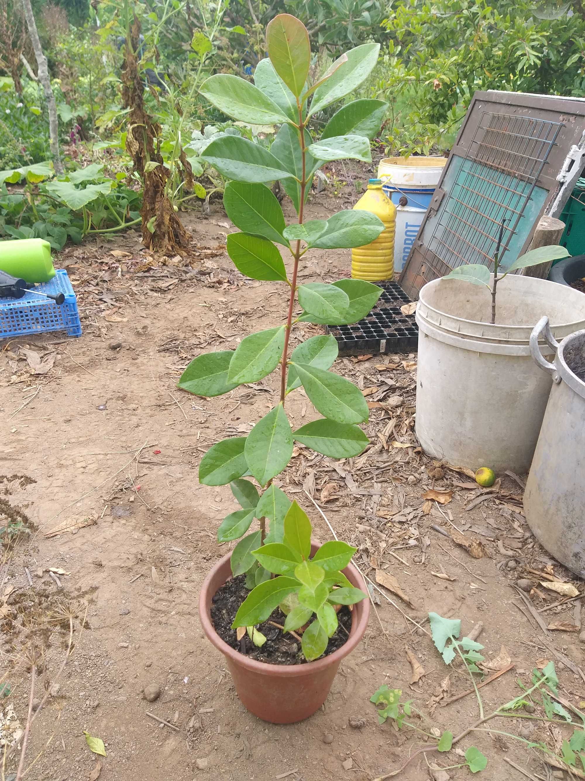 Araçá Vermelho (Psidium cattleianum)