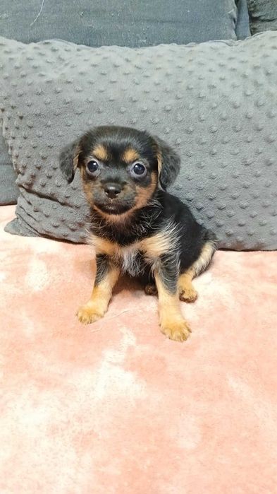 Melcia śliczny szczeniak do adopcji