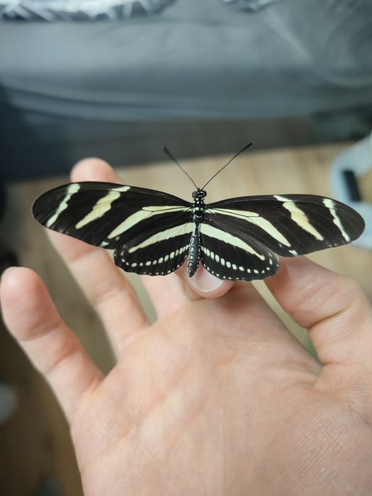 Poczwarki Heliconius charithonia, motyl egzotyczny