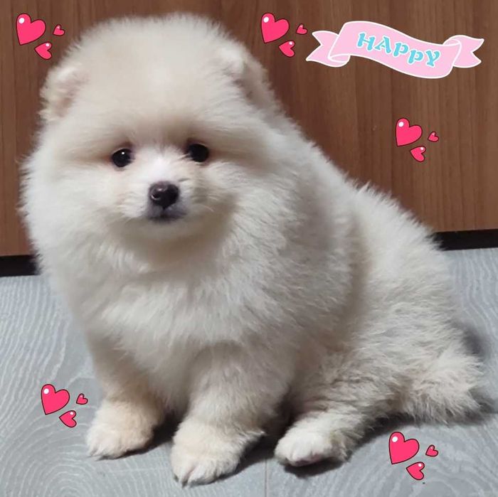 Девочка померанского шпица.