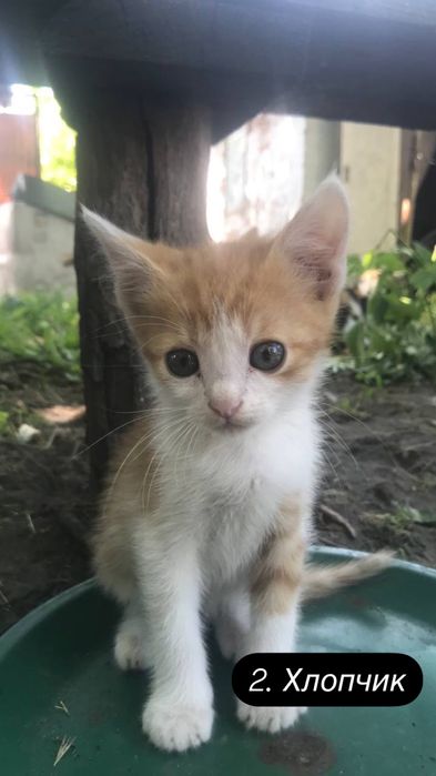 Кошенята шукають родину