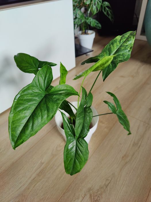 Syngonium mottled mojito dwie sadzonki duże