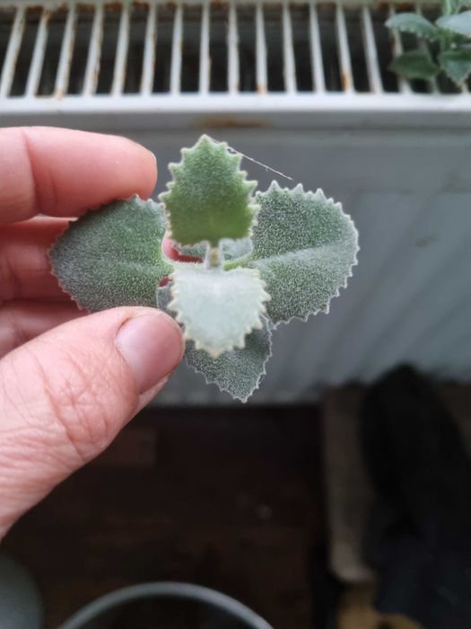 Суккуленты. Обмен на книги