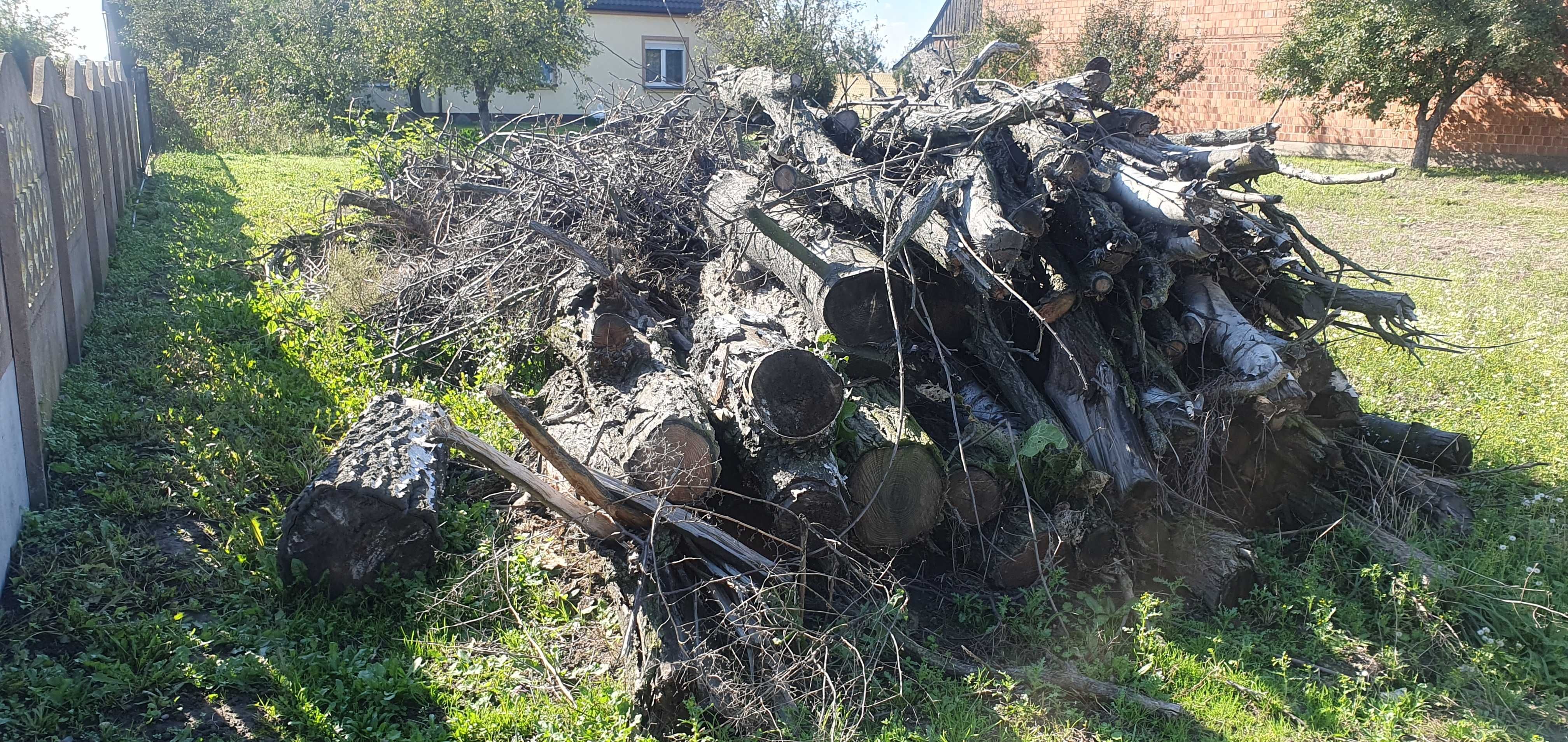 Korzenie, pnie akacja brzoza lipa do rzezbienia dla artystów