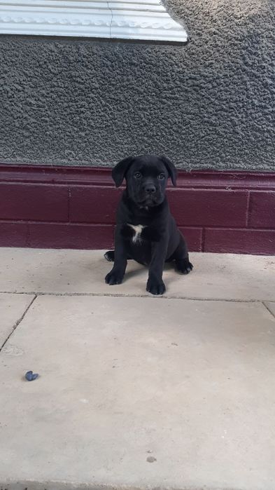 Щинки кане корсо