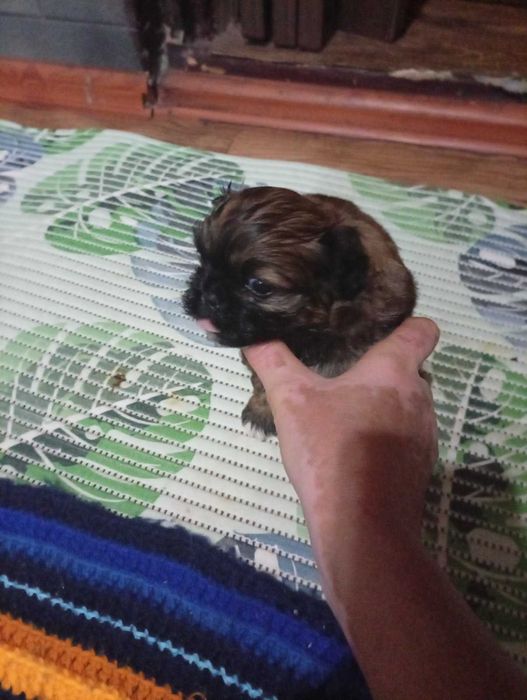 Пікінеси хлопчики