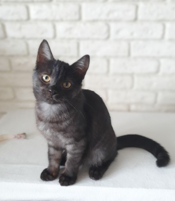 Прилаштовується киця