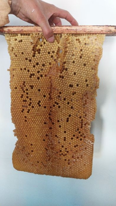 Трутневий Гомогенат.