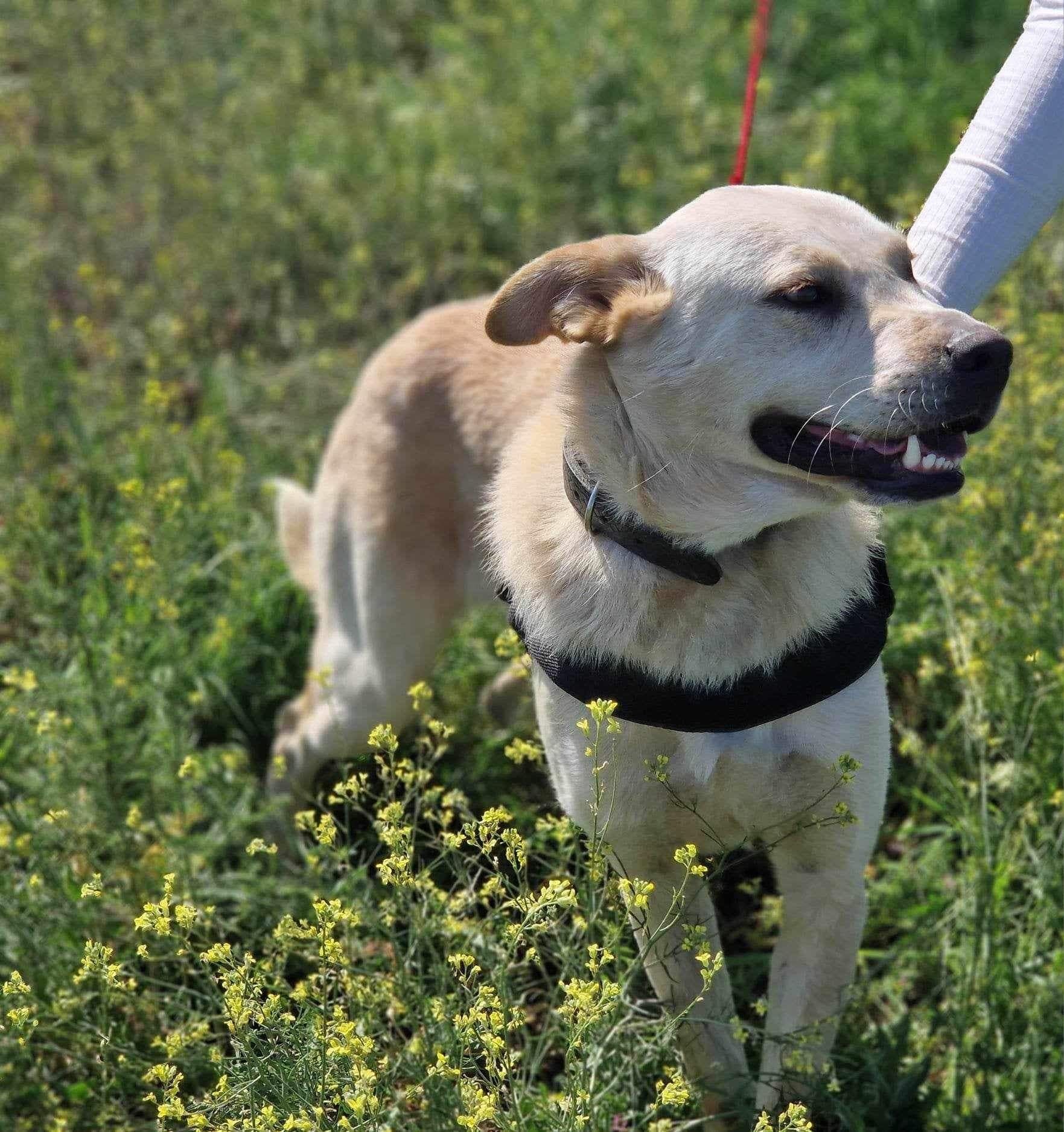 BALTO - 2 letni Przekochany piesek