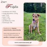 Oddam szczenięta do adopcji.
