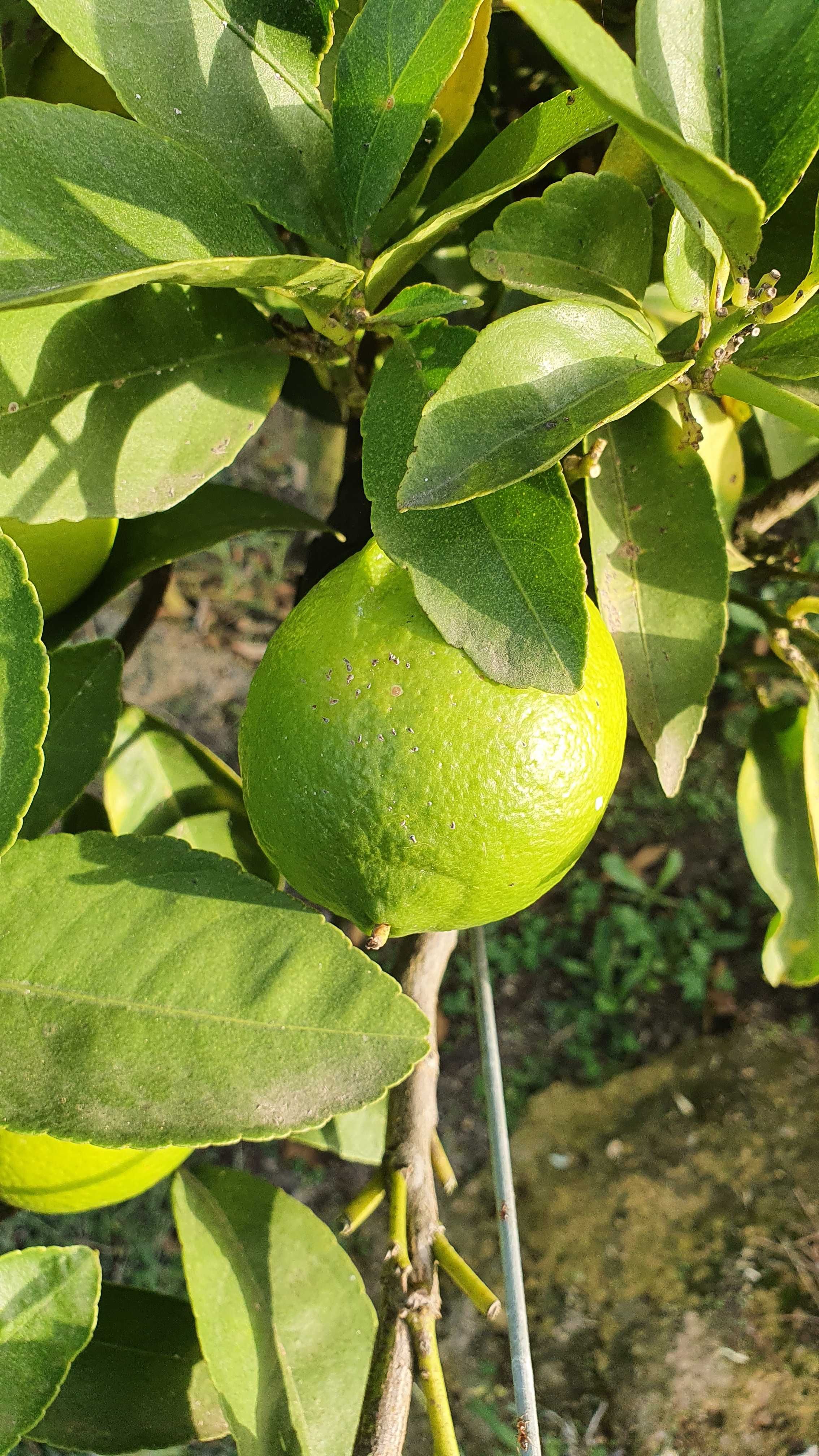 Limas (frutos/citrinos)