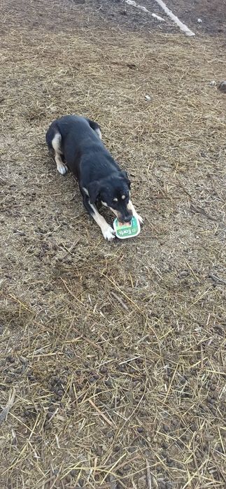 Дівчинка собака Джина