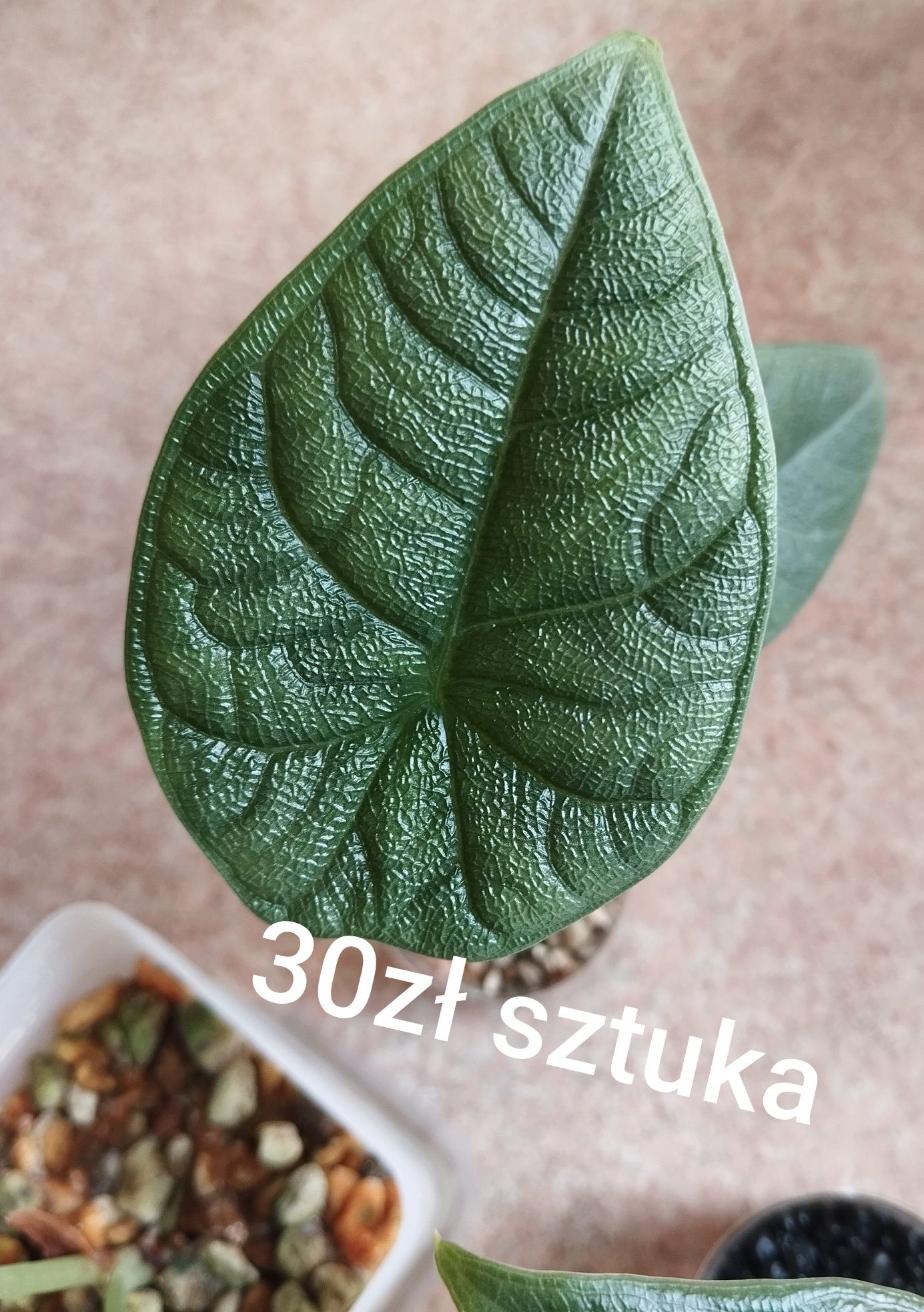 Zestaw alokazji 3szt