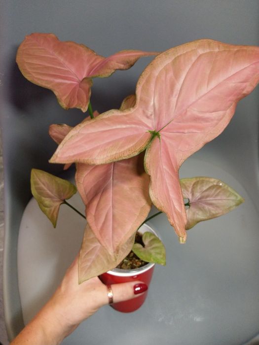 Syngonium Orm Nak