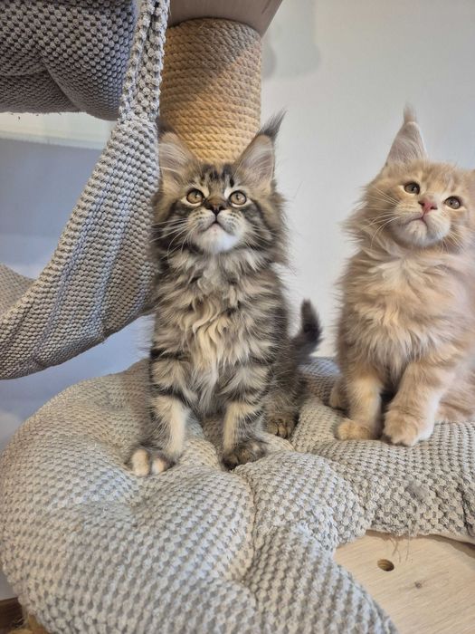 Sprzedam śliczną szylkretkę Maine coon