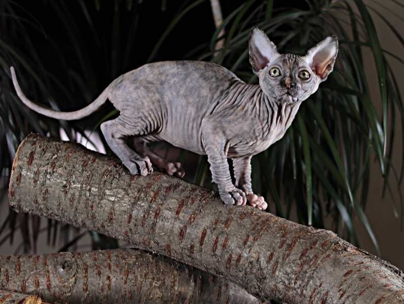 Очень красивая, ласковая, милая, игривая малышка.