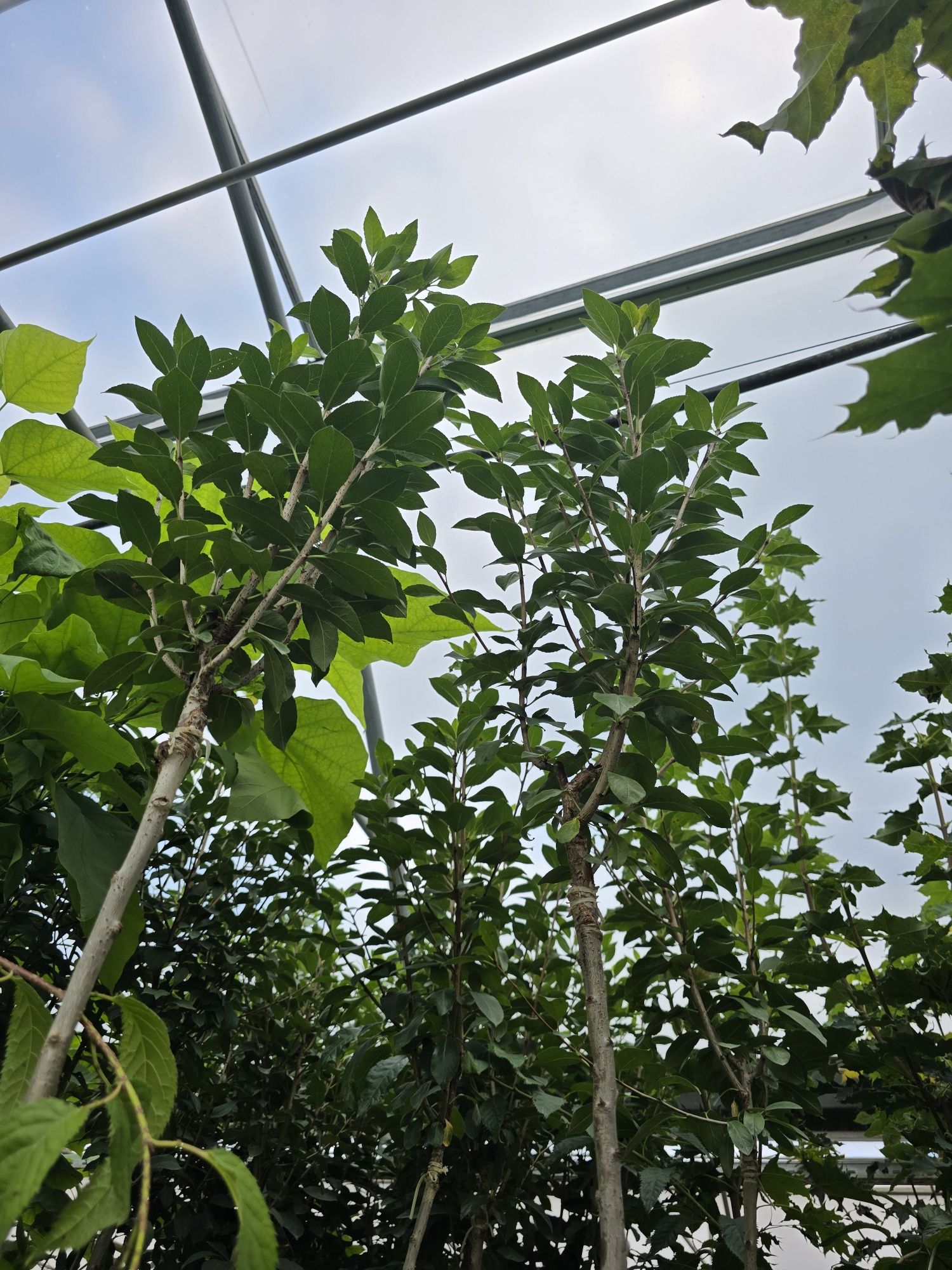 Wiśnia umbraculifera 200 cm kiku shidare zakura na pniu