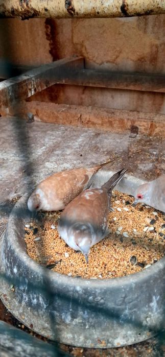 Gołąbki diamentowe