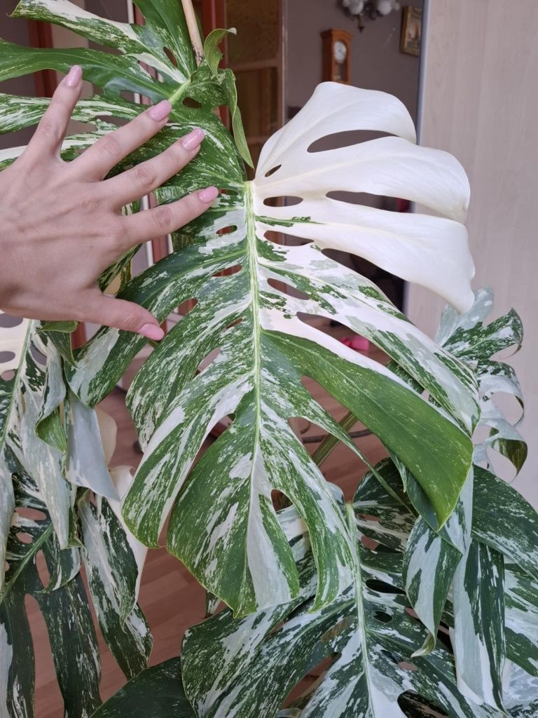 Monstera Variegata