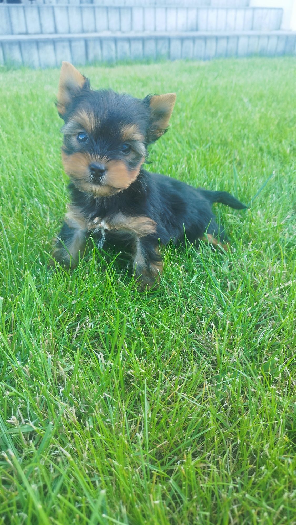 Yorkshire terrier miniaturka