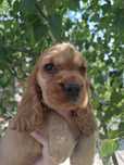 Cocker spaniel angielski- złoty