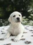 Labrador biszloptowy z rodowodem ZKwP FCI