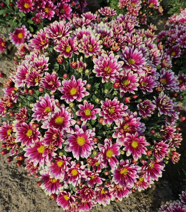 Chryzantemy drobnokwiatowe