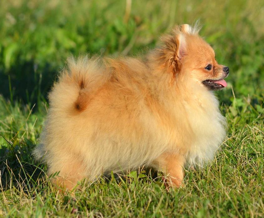 Szpic Miniaturowy Pomeranian śliczna suczka Waria ZKwP FCI rodowód