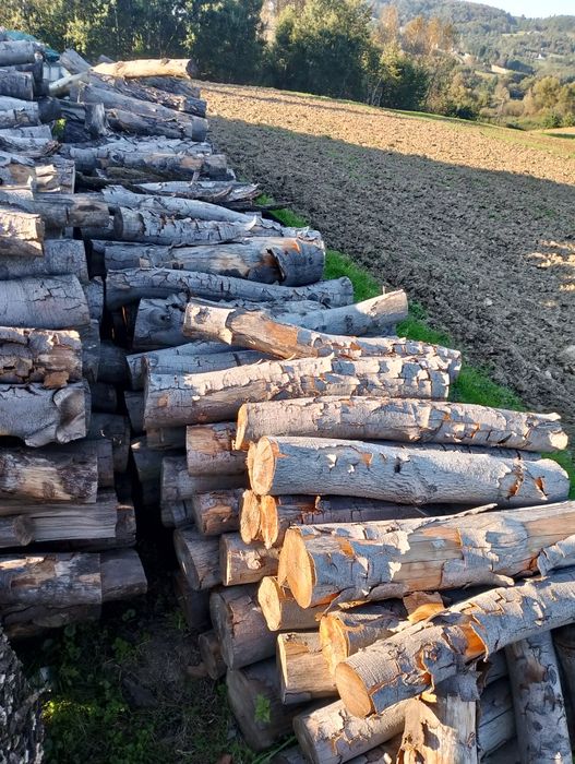 Sprzedam drzewo bukowe suchye