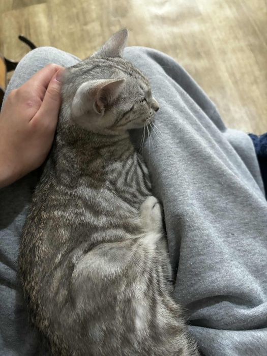 Łajbus żywe srebro chce pobiec do domu-kot do adopcji