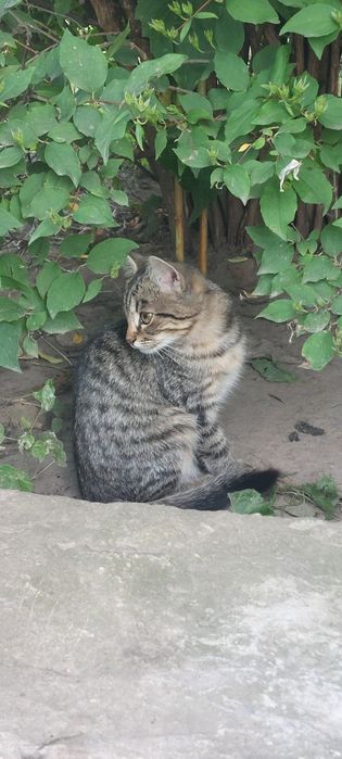 Віддамо кошенят у добрі руки