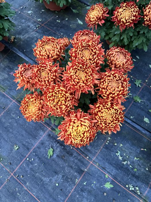 Chryzantemy wielkokwiatowe, szlachetne