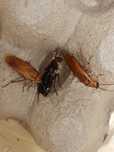 Karaczany tureckie 2,5-3cm, karmówka dla gadow