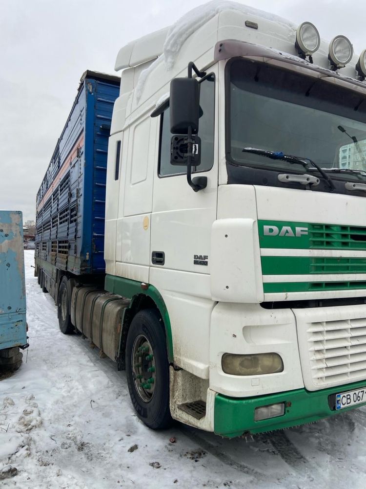 DAF XF 95 (сцепка для перевозки скота)