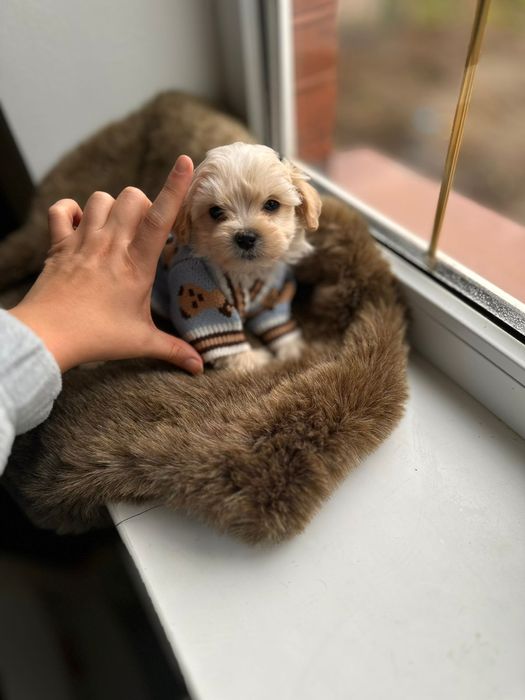 Цуценята Мальтипу. Хлопчик бусінка. Є також дівчинка. Мальтипу