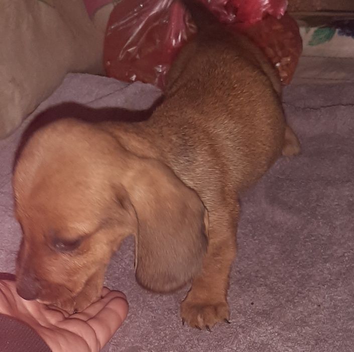 Продам цуценята такси