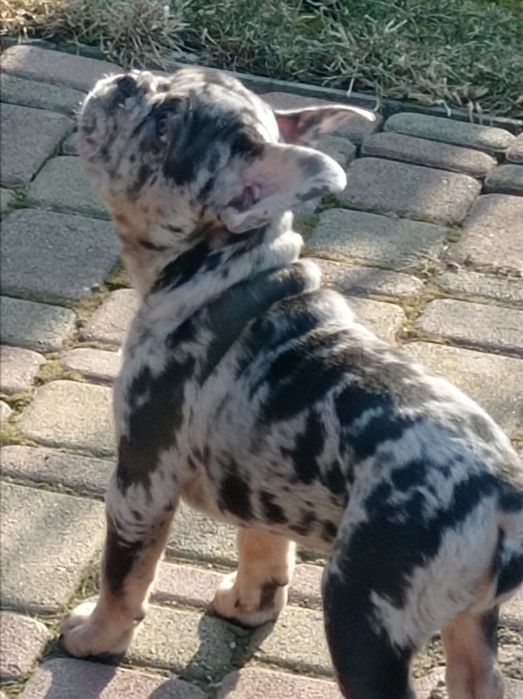 Хлопчик французького бульдога