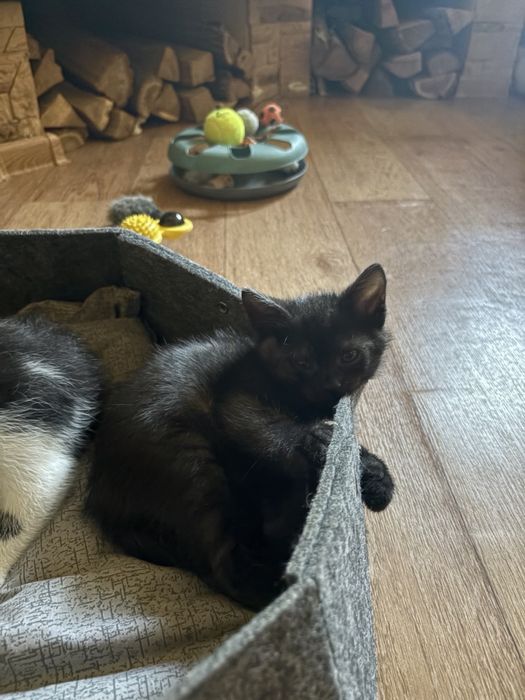 Кошеня хлопчик - 2 місяці безкоштовно