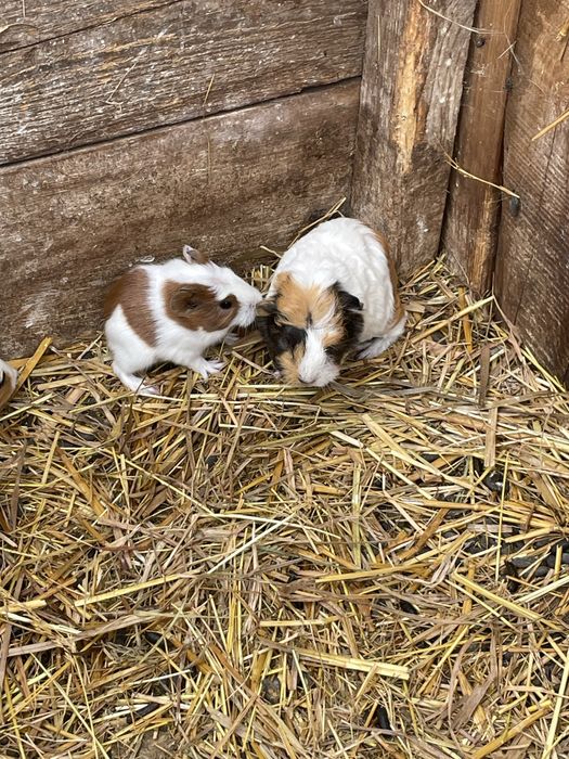 świnki morskie mlode