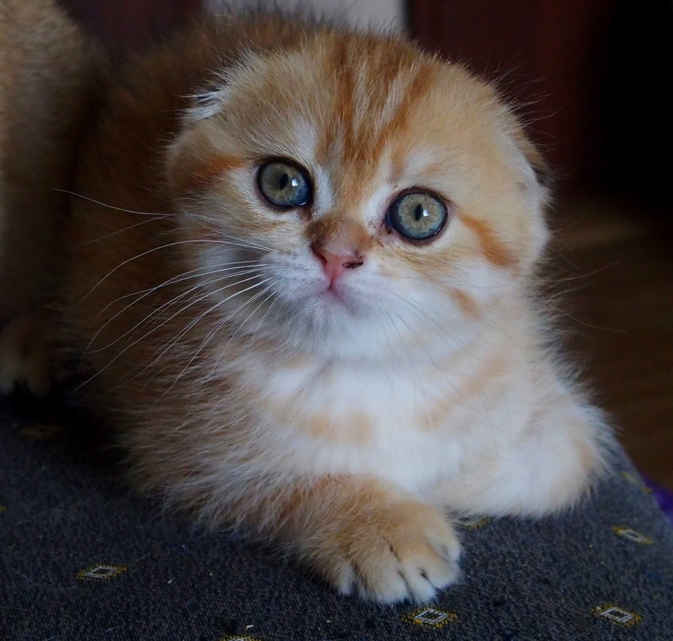 Kotka Szkocka Zwisłoucha PZF WCF , Scottish Fold